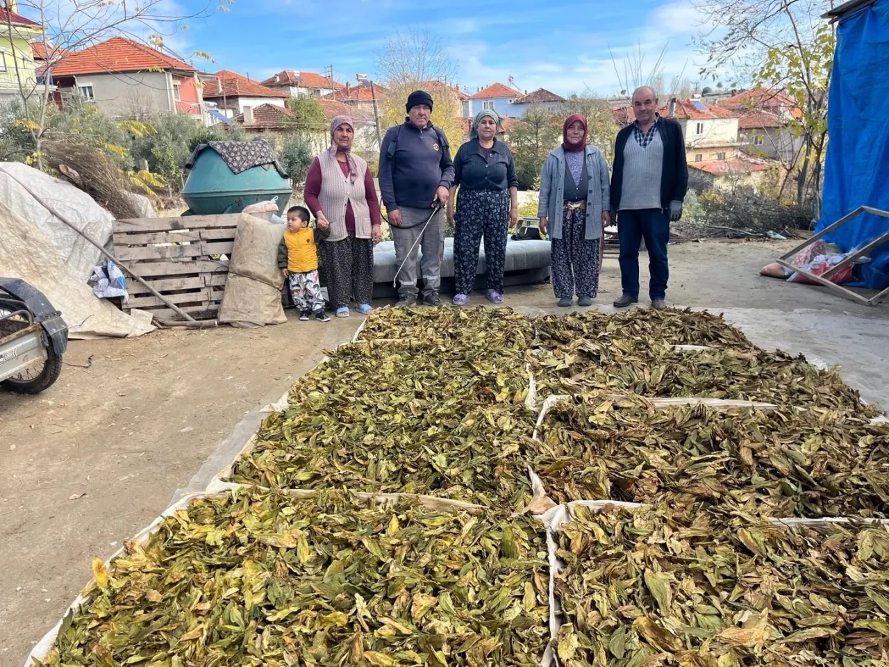 Denizli'nin Buldan ilçesinde hasadı tamamlanan tütünler kolilere basılmaya başlandı
