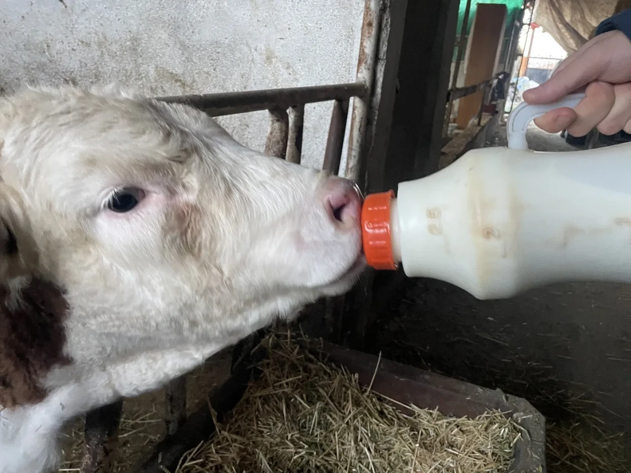Bursa'da şap hastalığı nedeniyle zarar gören üreticiler süt fiyatlarının güncellenmesini istiyor