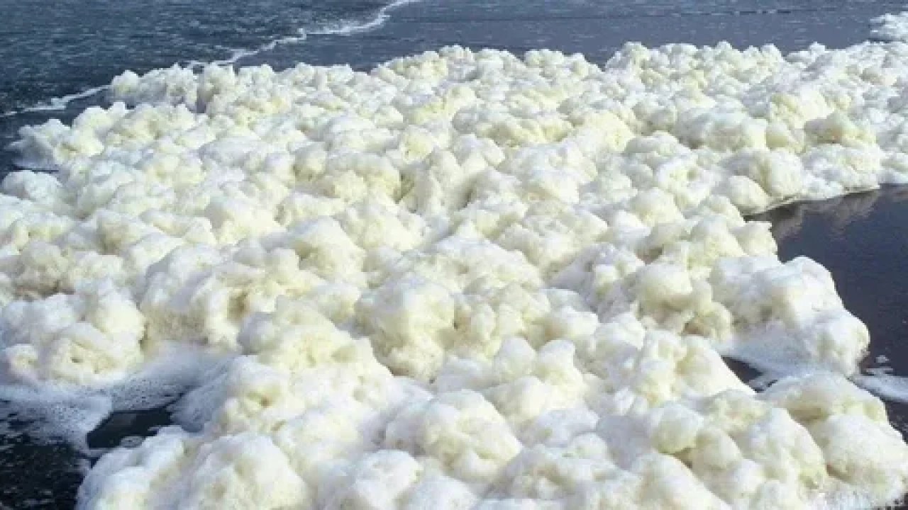 Beyaz köpük alarmı: Avustralya'da plajlar kapatıldı ve balıklar öldü