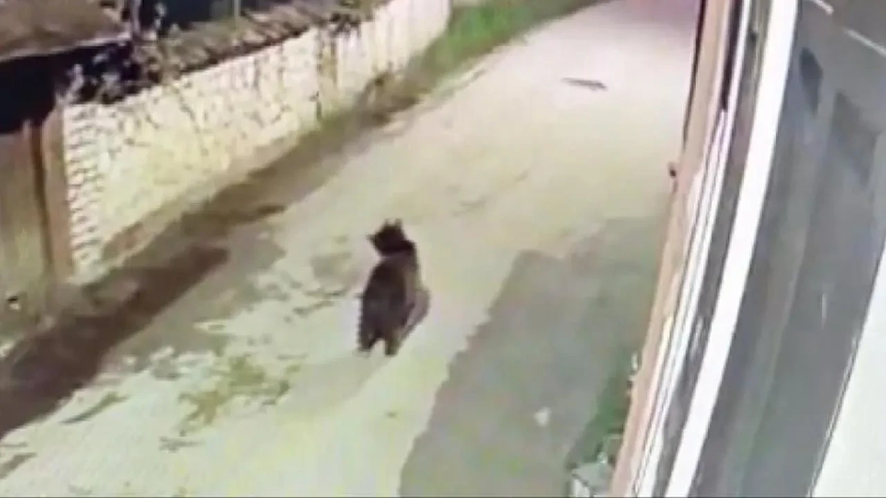 Ormanda yiyecek bulamayan ayının mahalleye indiği anlar kamerada: Safranbolu'da ayı paniği
