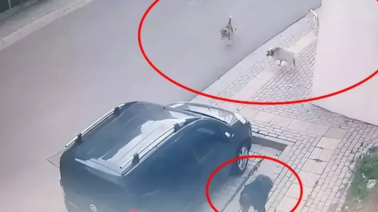 Bursa'da sokak köpekleri, okuldan çıkan çocuğa saldırdı: Aileler endişeli, çözüm ne olacak?