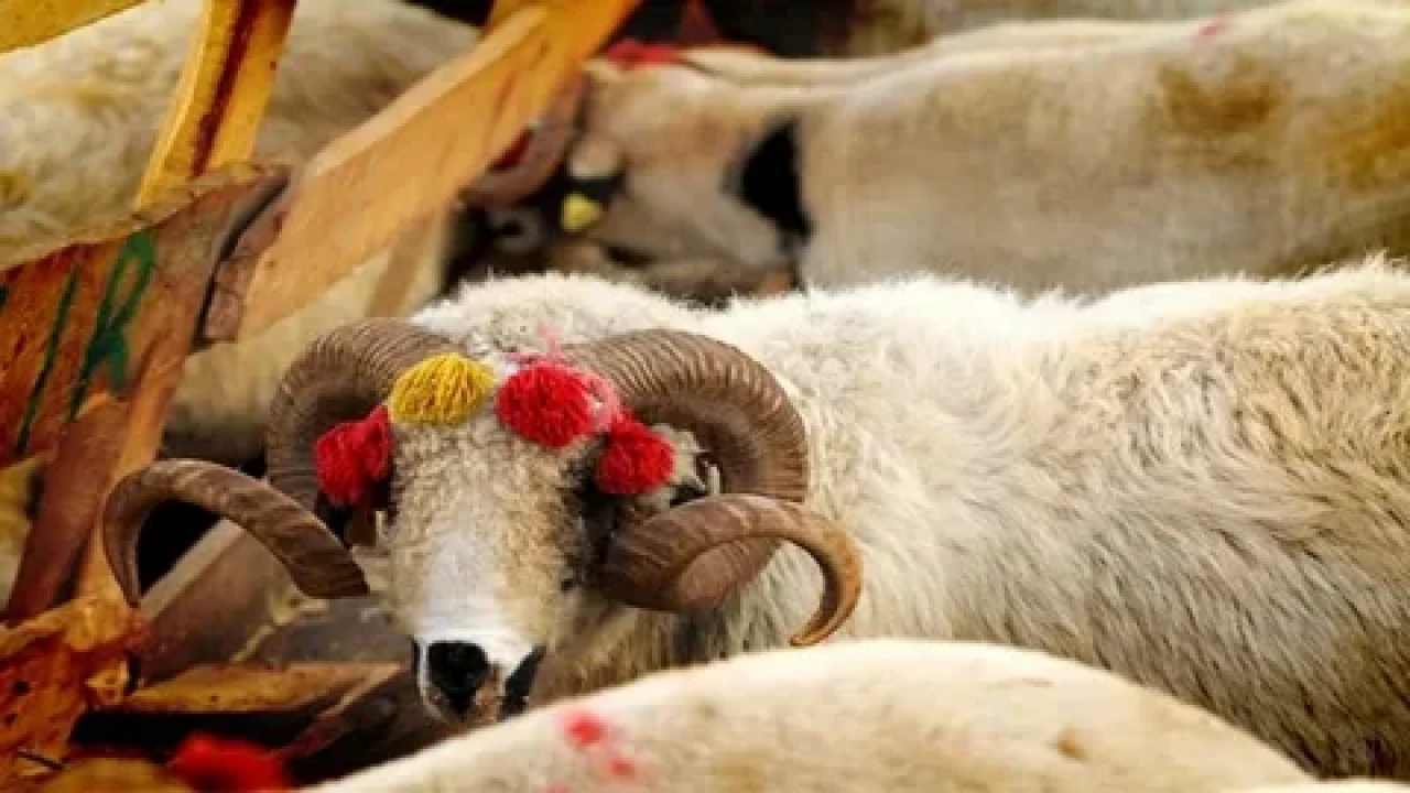 Kurban bağışlarında yeni dönem: 2025 vekalet ücretleri açıklandı