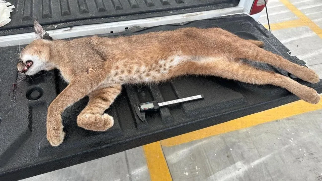 Muğla'da Karakulak tarifi: Nadir türün telef olması biyoçeşitlilik için tehdit mi