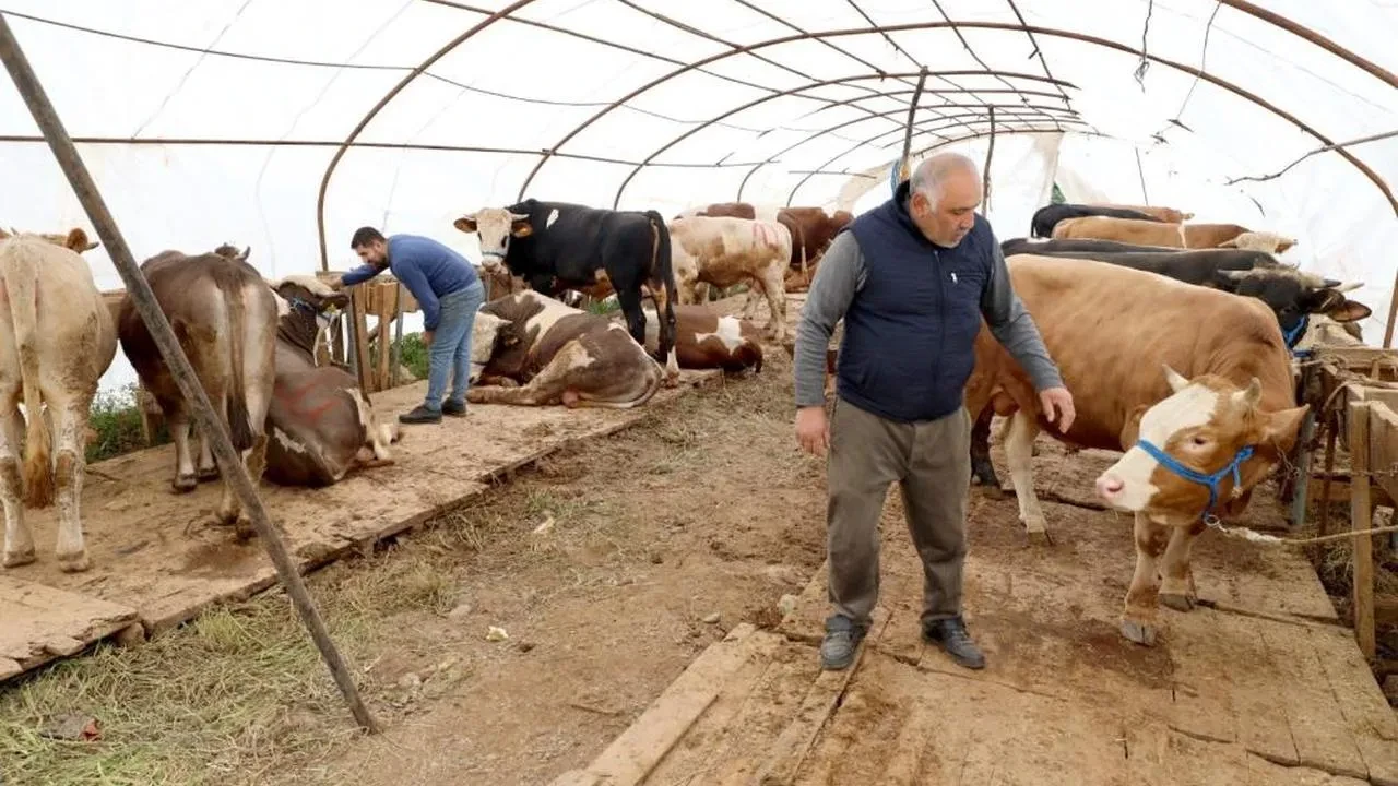 Başiskele'deki kurbanlık satış yerinde hazırlıklar tamam: Kurbanlıklar görücüye çıktı