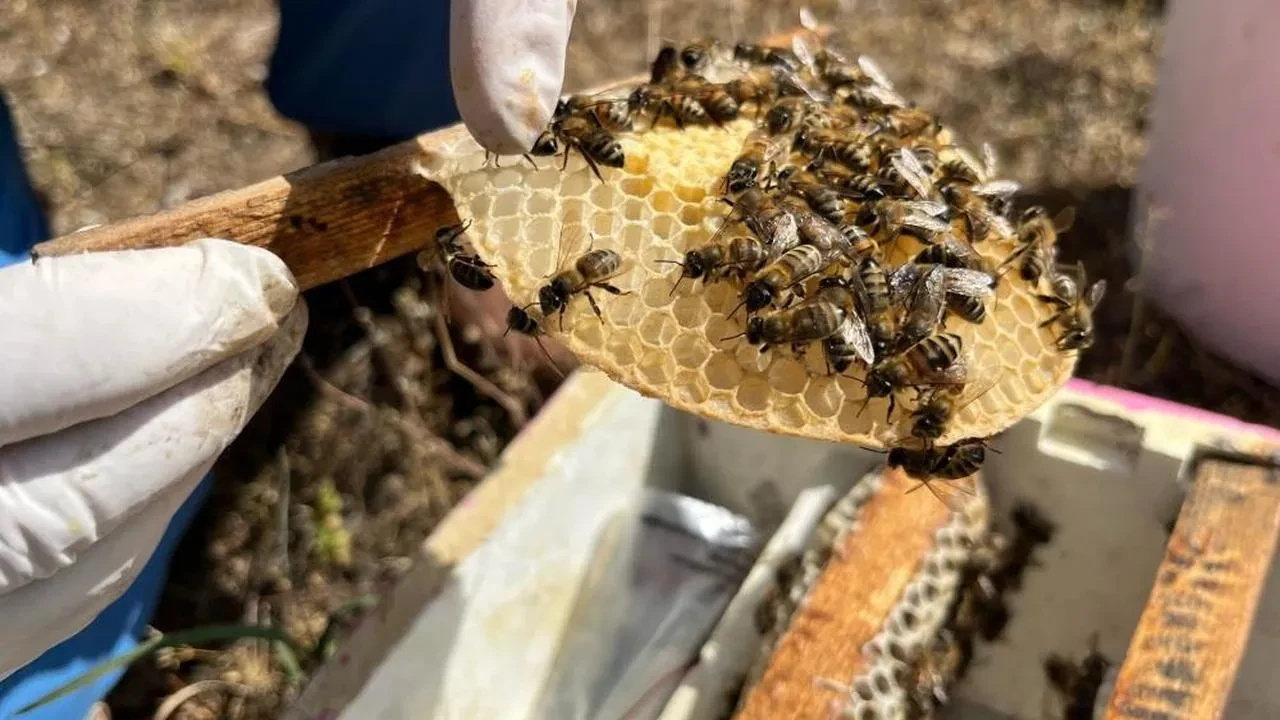 El ele veren gelin görümce ülkenin ana arı İhtiyacını karşılıyor: Aydın'da 7 bin ana arı üretiliyor