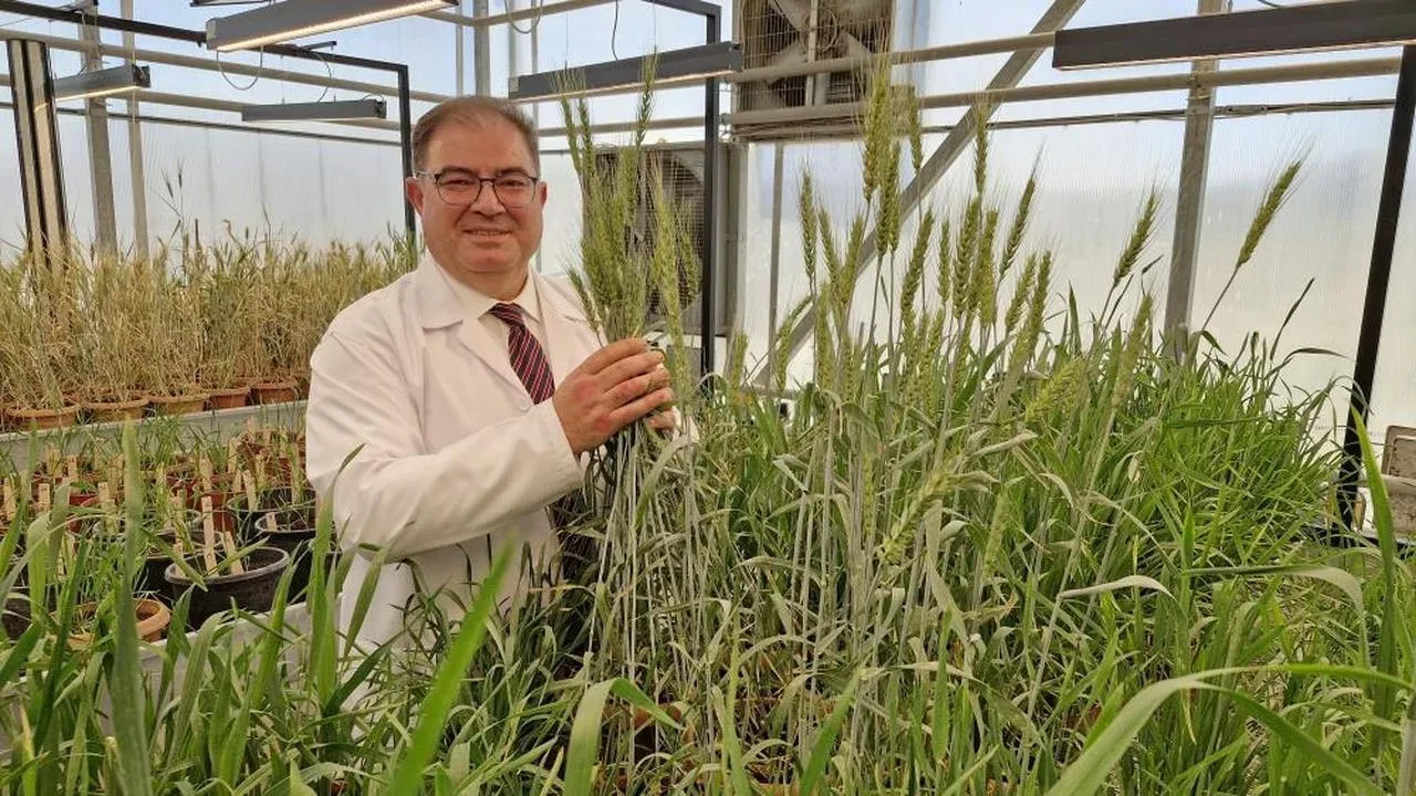 KMÜ, buğday tohumu geliştirme süresini 8 yıldan 2 yıla indirerek tarımda çığır açtı