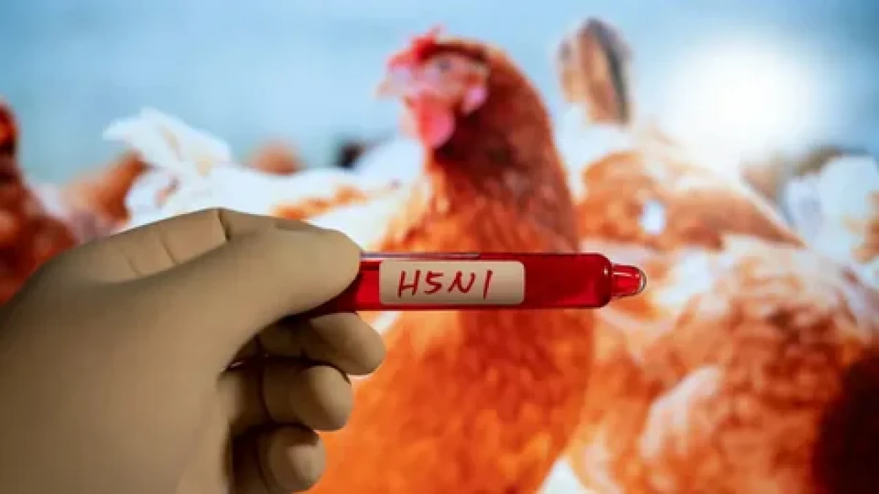 Meksika'da H5N1 kuş gribi vakası: Çocukta ilk kez görüldü