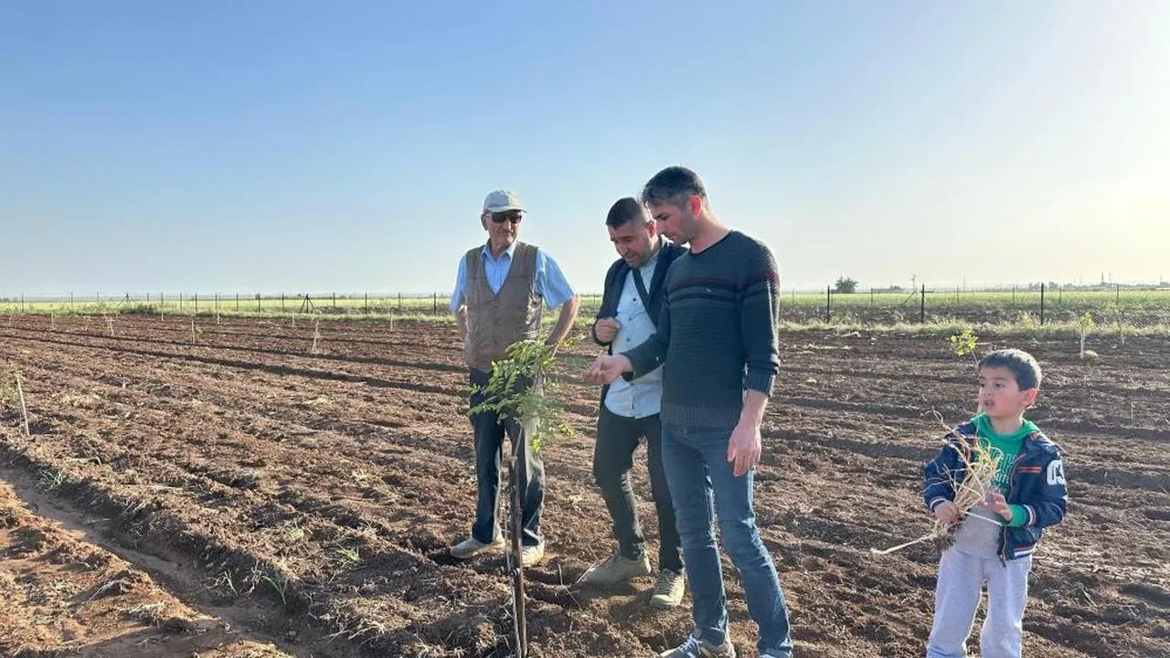 Mardin'de fıstık yetiştiriciliğine büyük ilgi: Çiftçiler hangi çeşitleri tercih ediyor?