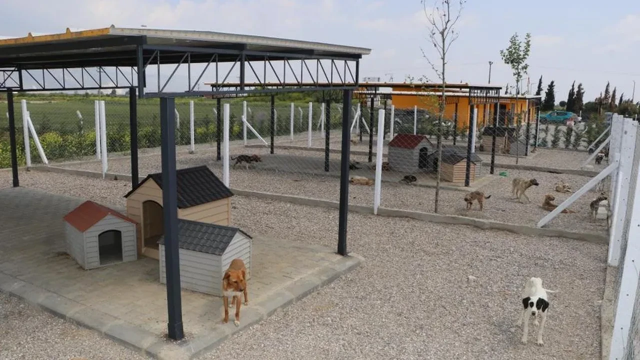 Söke Belediyesi'nden hayvan sevgisi: 170 hayvan tedavi edildi