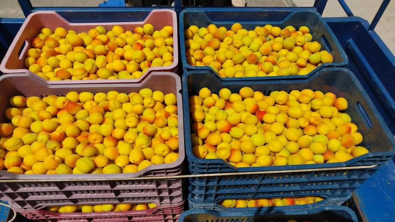 Mersin'de ilk kayısı hasadı yapıldı: Fiyatlar 500 TL'den başladı