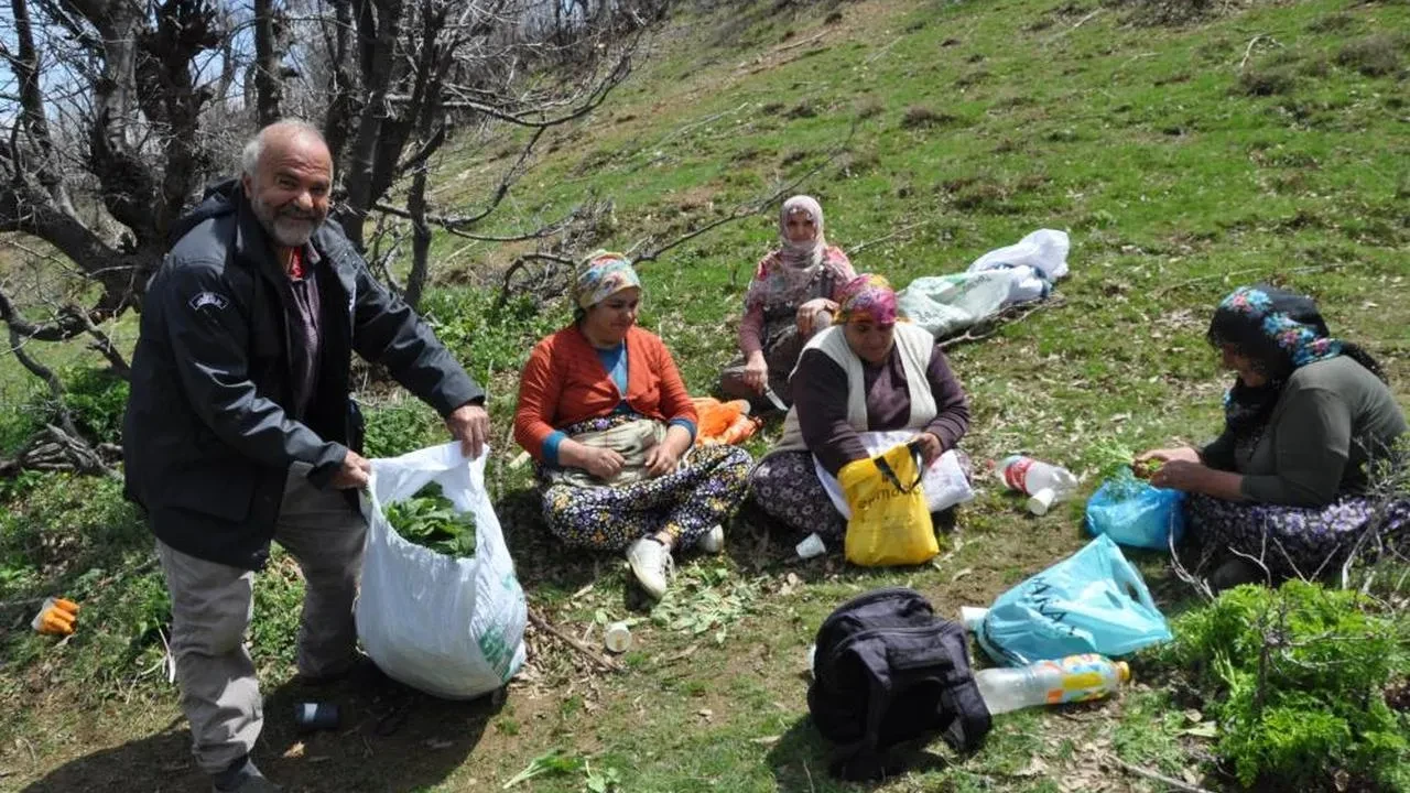 Dağlarda yetişen pancarlar yüzlerce aileye geçim kaynağı oluyor