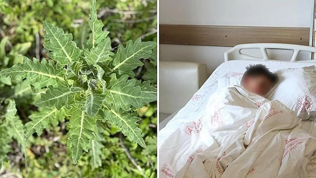 Deli bat bat otu: Yanlış tüketildiğinde ciddi zehirlenmelere yol açabiliyor