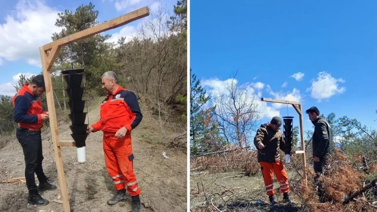Ormanları kurutan böceğe karşı sıkı önlem: Mudurnu Orman İşletme Müdürlüğü teyakkuzda