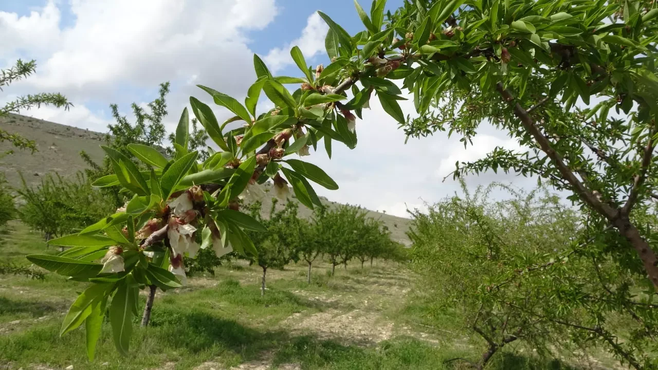 Zirai don kayısıyı vurdu, badem umut oldu: Malatyalı üretici şaşkın