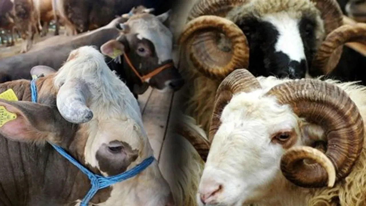 Kurban Bayramı'na sayılı günler kala: 2025 kurbanlık fiyatları ne kadar?