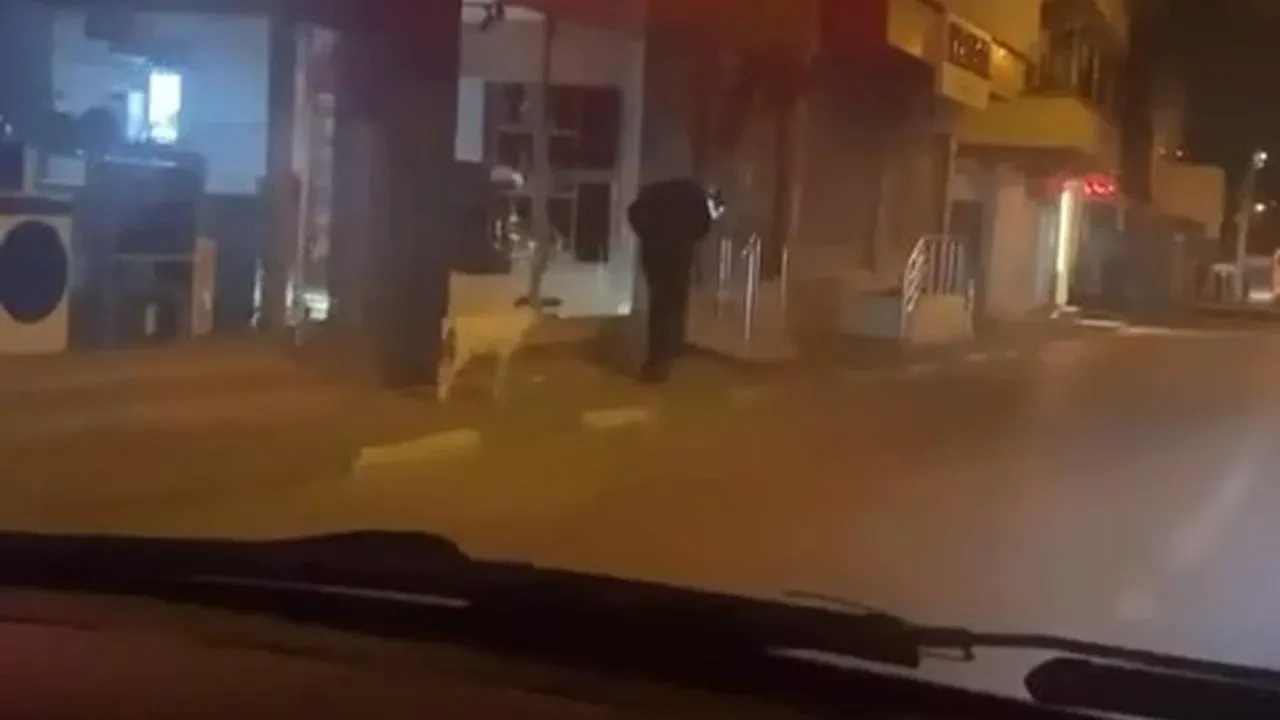 Ne kedi, ne köpek.. Eğittiği kuzusunu dolaşmaya çıkardı