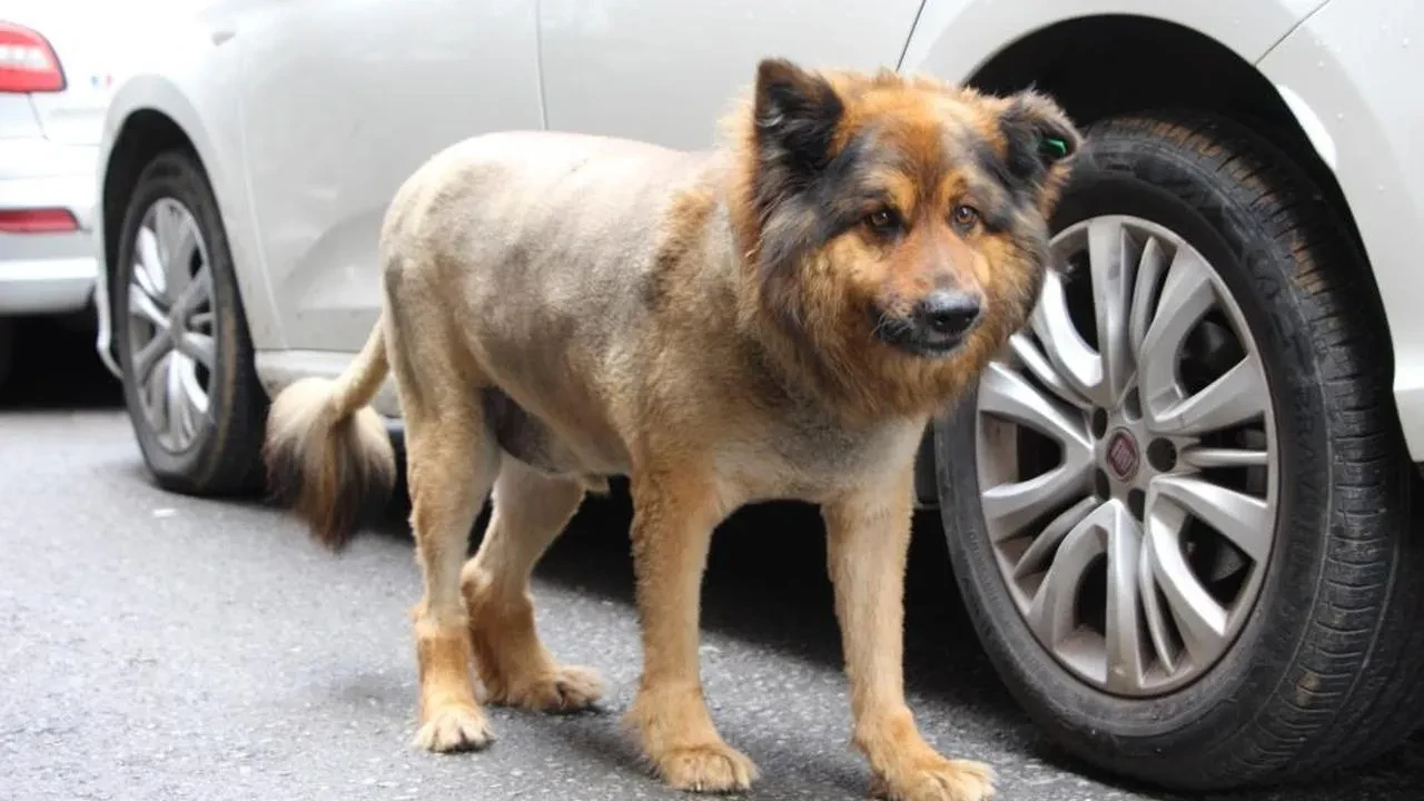 Trabzon'un Aslan kralı: Sokak köpeği şehrin maskotu haline geldi
