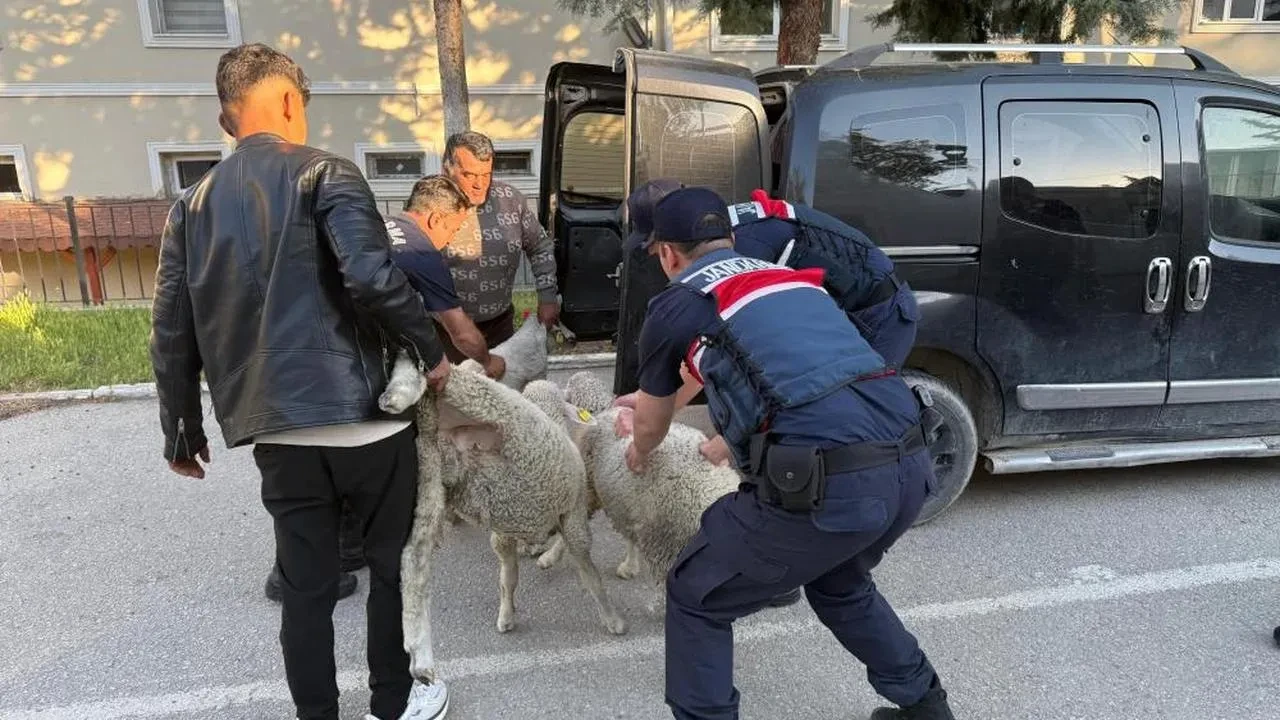Polatlı'da çalınan koyunlar jandarma operasyonuyla bulundu