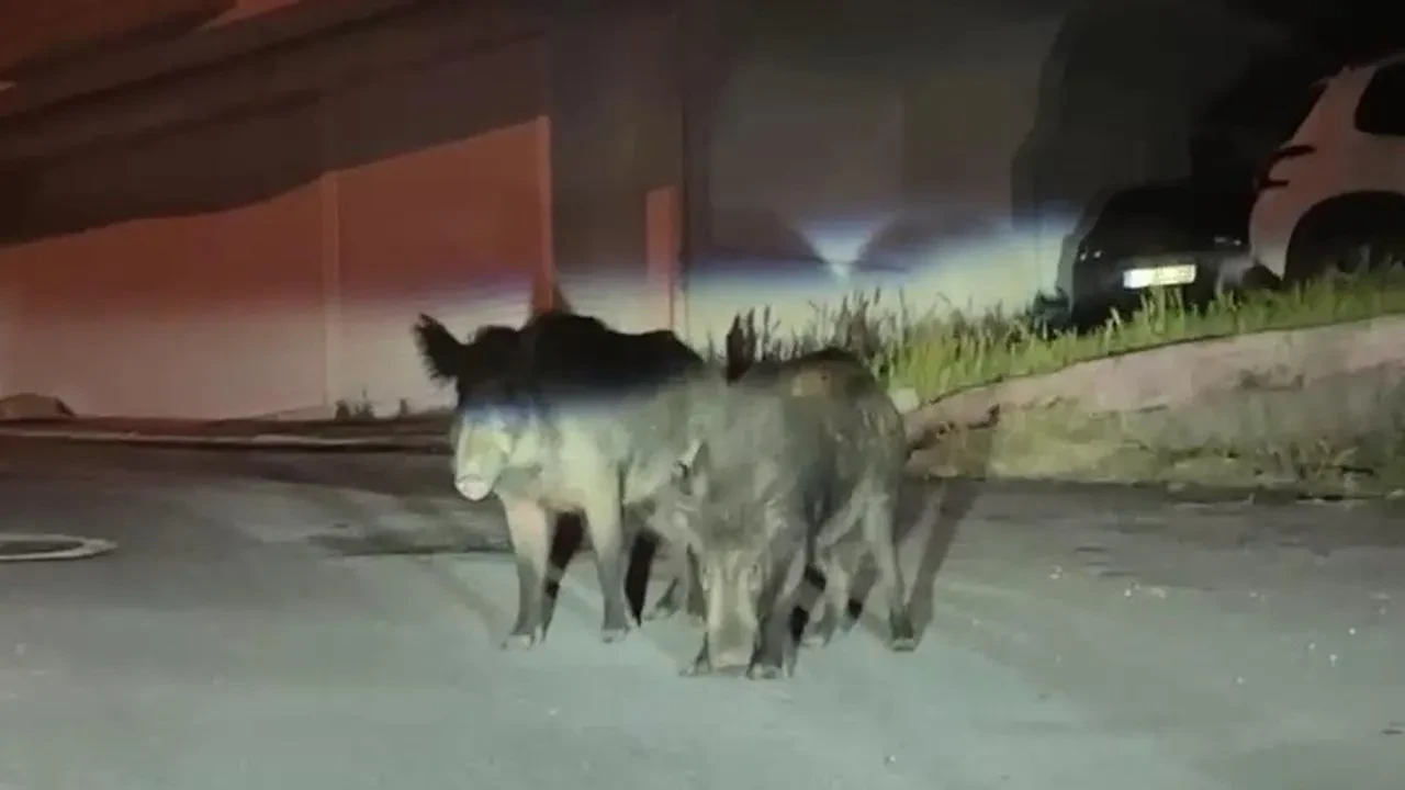 Aç kalan domuzlar Ünye'de sokakları mesken tuttu