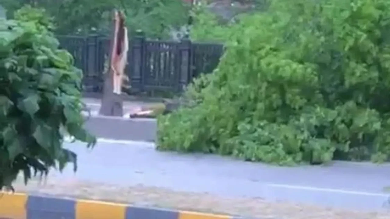 Şiddetli rüzgar Devrek'te ağaçları yerinden söktü