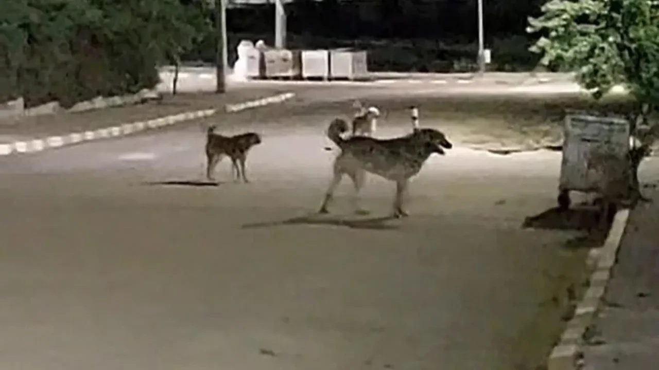 Malkara OSB'de sokak köpekleri güvenlik sorunu yaratıyor