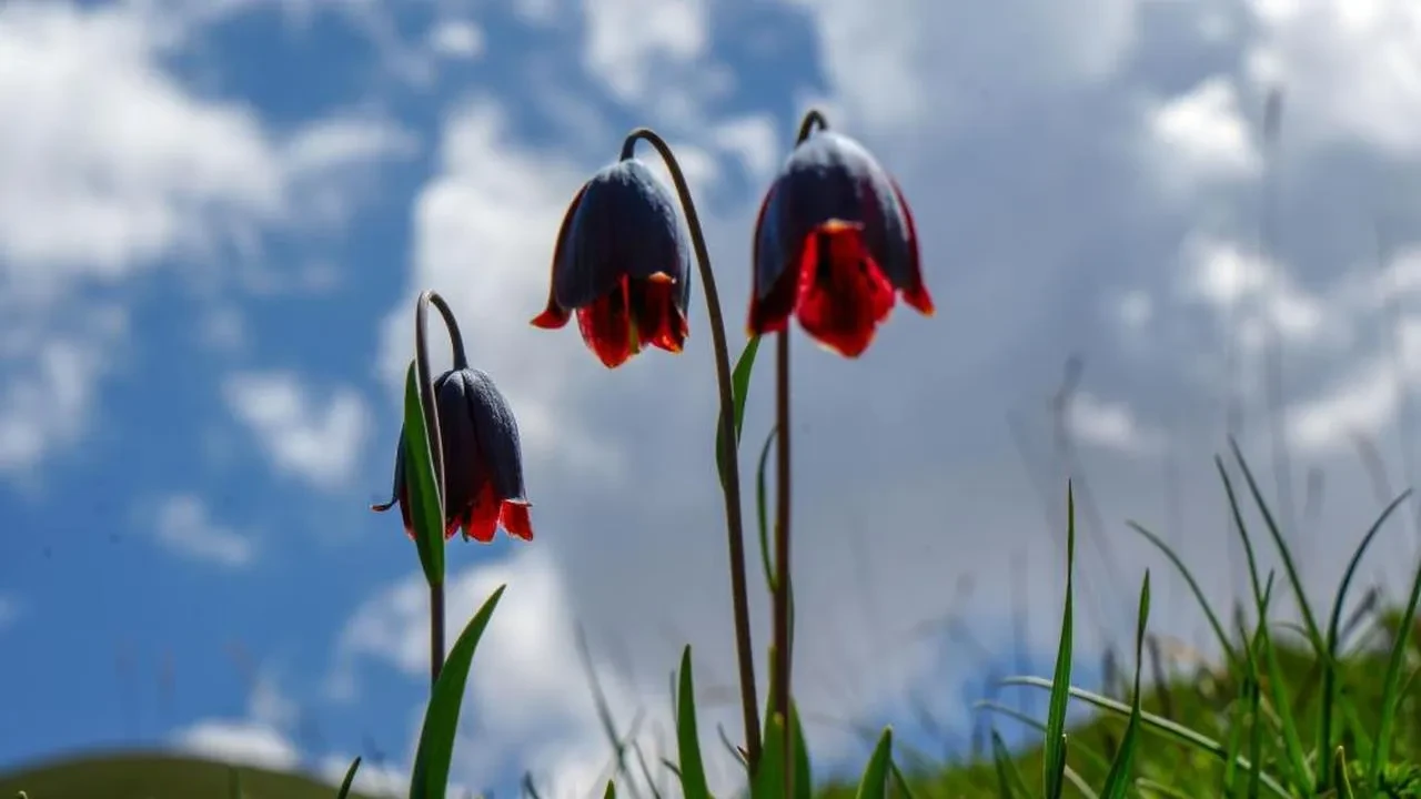 Palandöken Dağı'nda bahar coşkusu: Kaf ve Mor Laleler doğaseverleri bekliyor