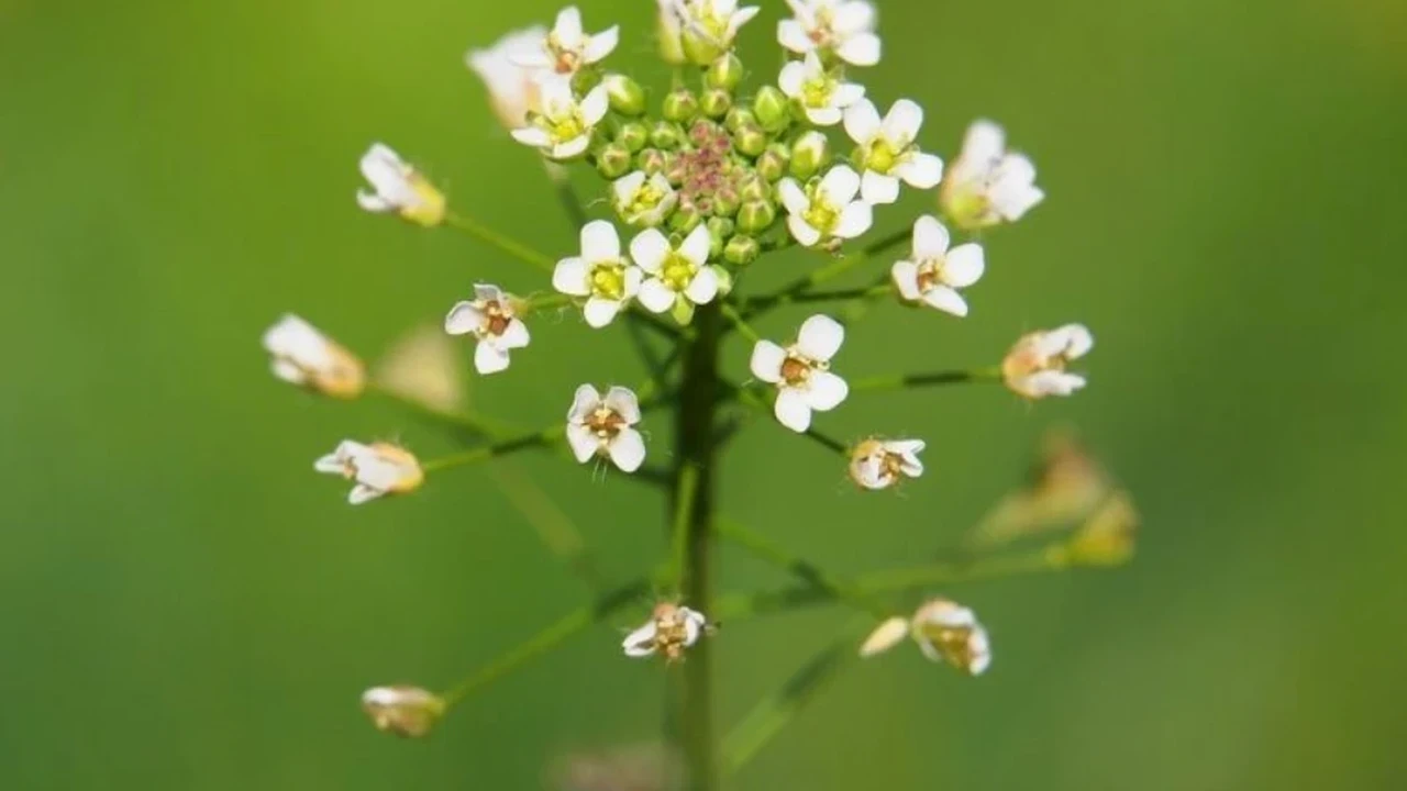 Unutulmuş şifalı bitkiler gün yüzüne çıkıyor: Ninelerimizin sırrı, unutulmuş 5 şifalı bitki