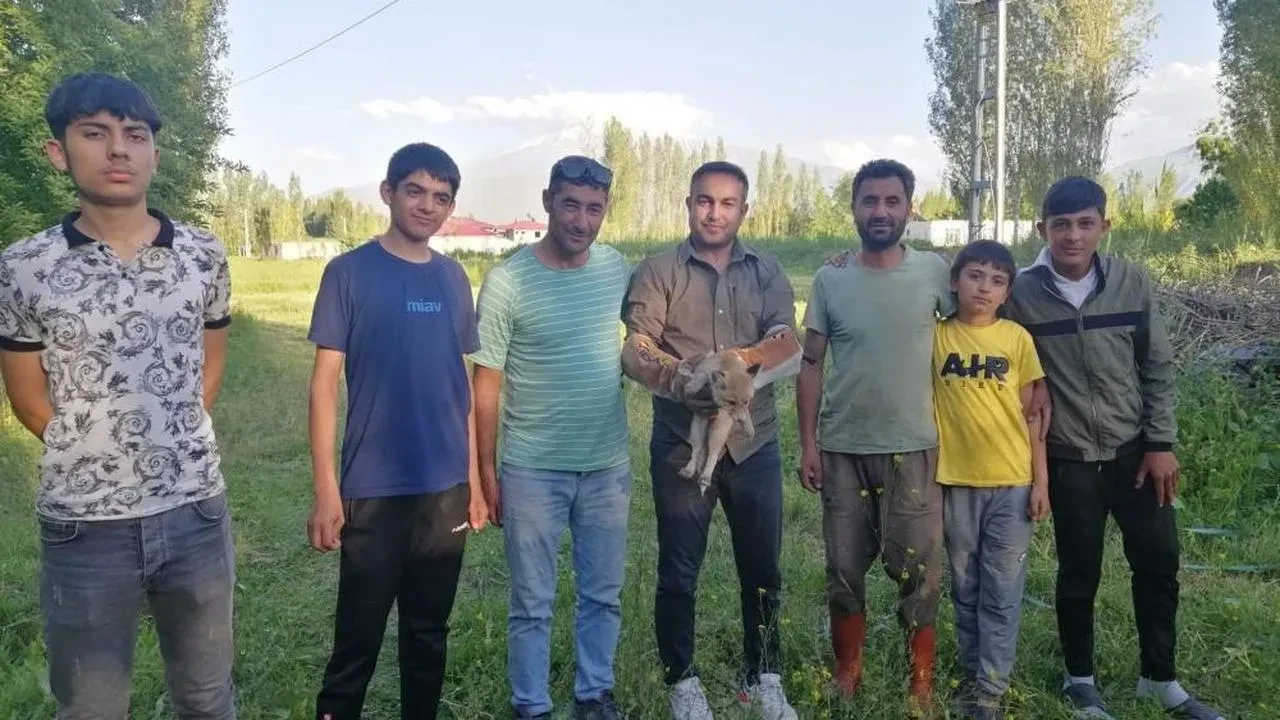 Iğdır'da bulunan yaralı tilki doğal yaşama döndü