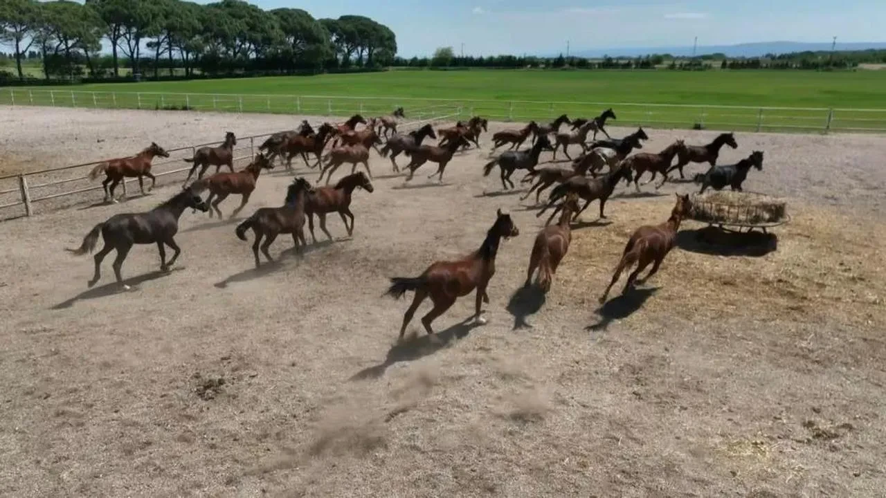 Karacabey Tarım İşletmesi'nde milyonluk yarış atları dronla görüntülendi
