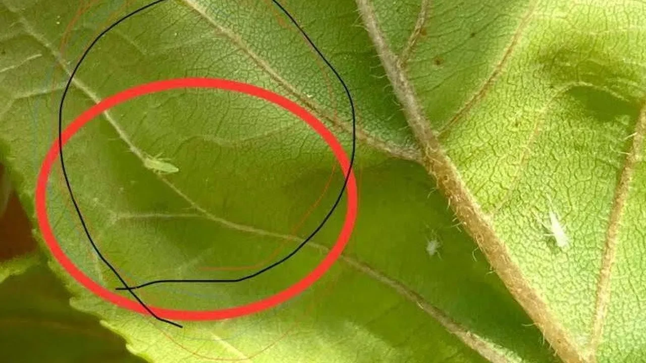 Salihli meyve üreticileri zararlı böceklere karşı uyarıldı