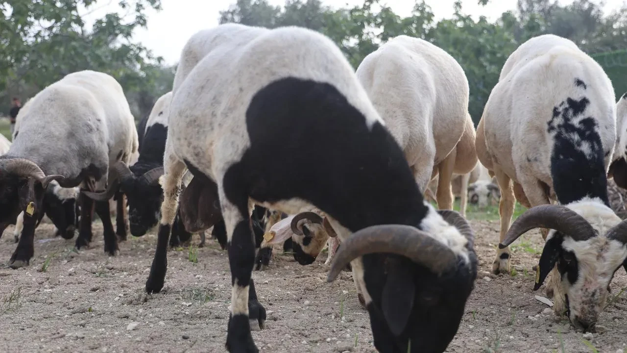 Hatayda alevlerin arasındaki kaplumbağayı itfaiye kurtardı