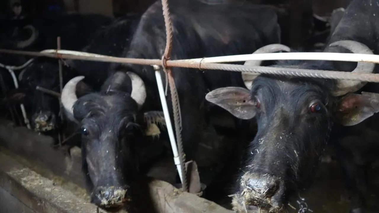 Kurbanlık hayvan sevkiyatı için tarih verildi! Üreticilere önemli uyarı