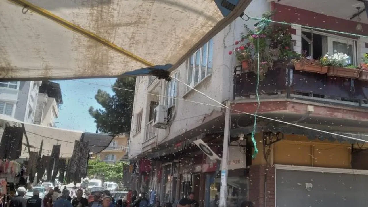 Aydın'da arı kolonisi pazar tezgahını mesken tuttu