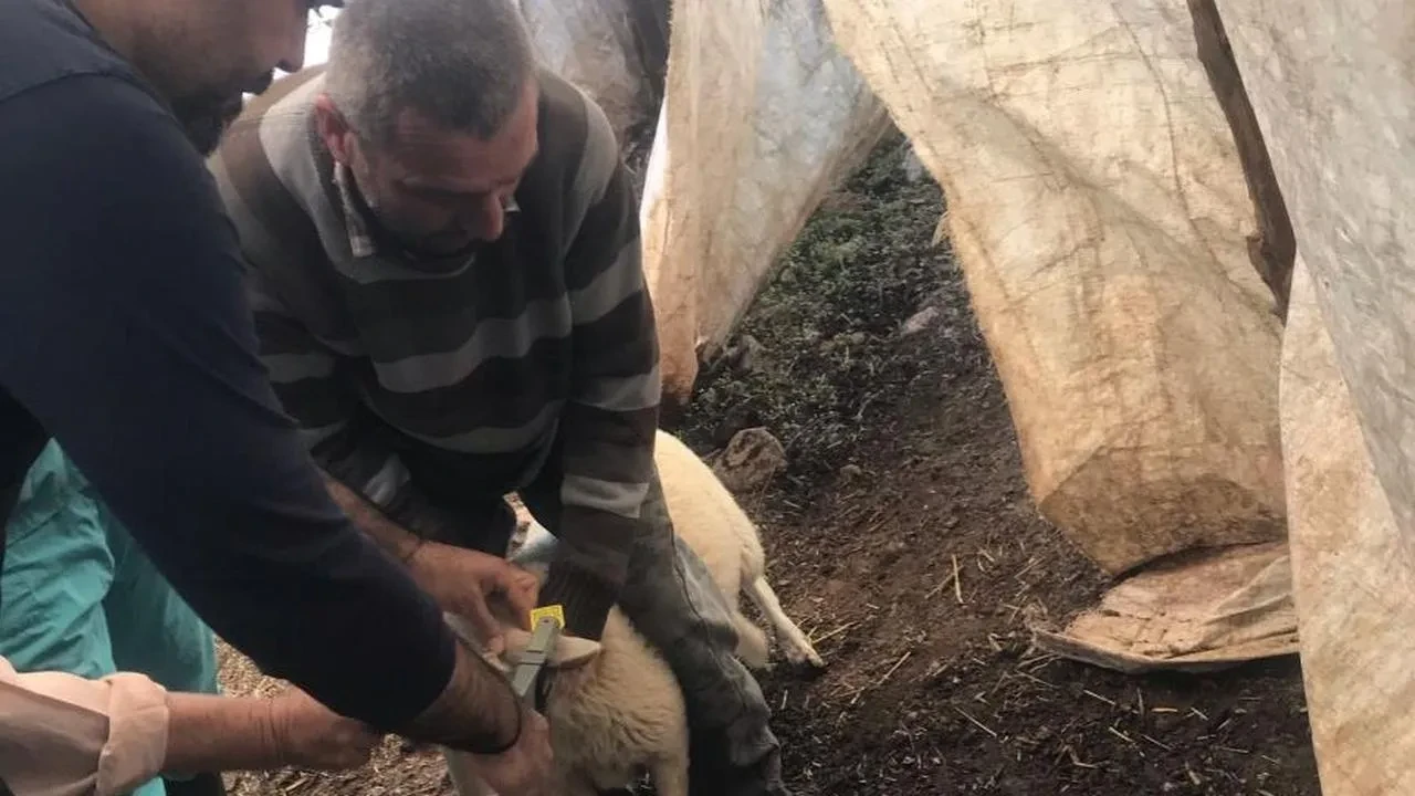 Ortaca'da küçükbaş hayvanlar için aşı ve kimliklendirme seferberliği