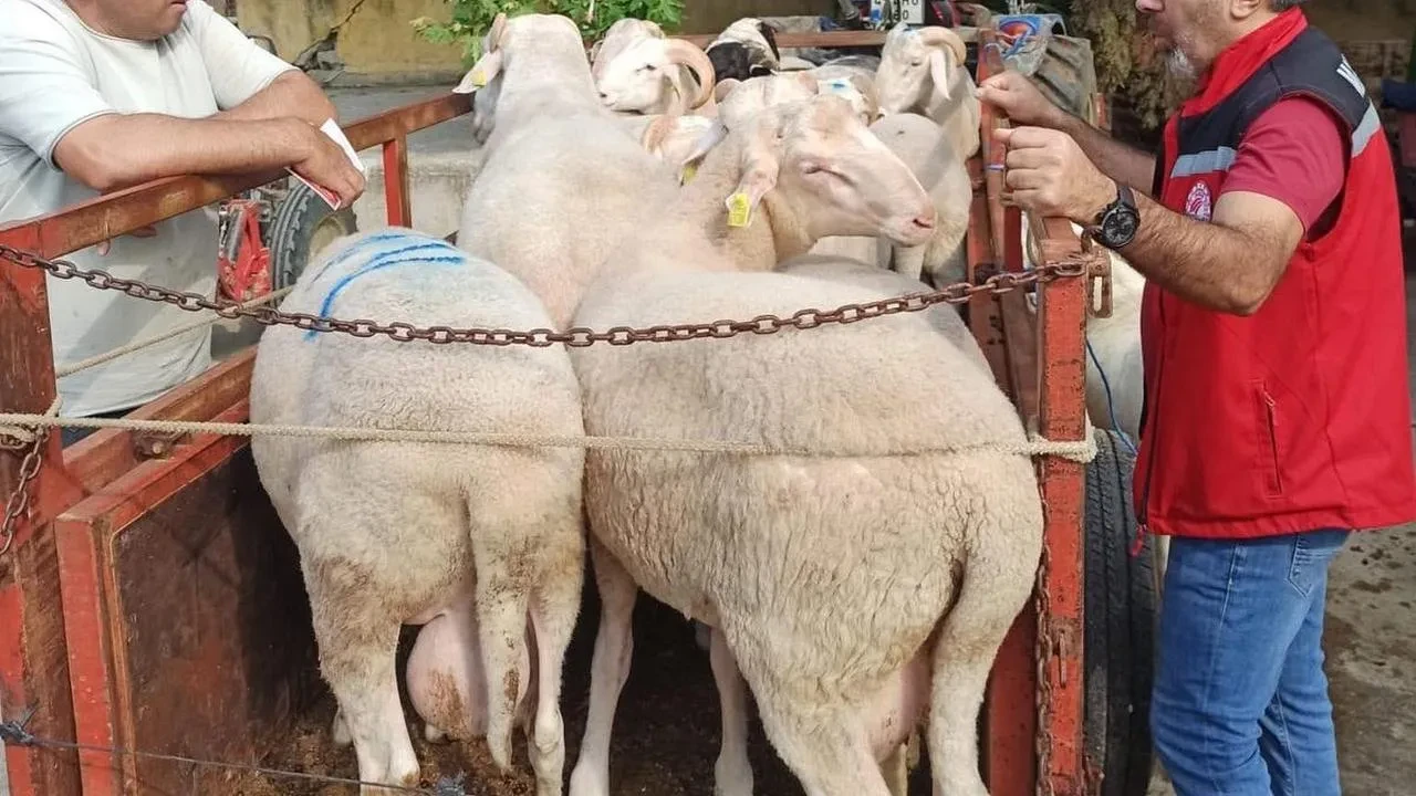 Sarıgöl hayvan pazarında Kurban Bayramı hazırlığı başladı