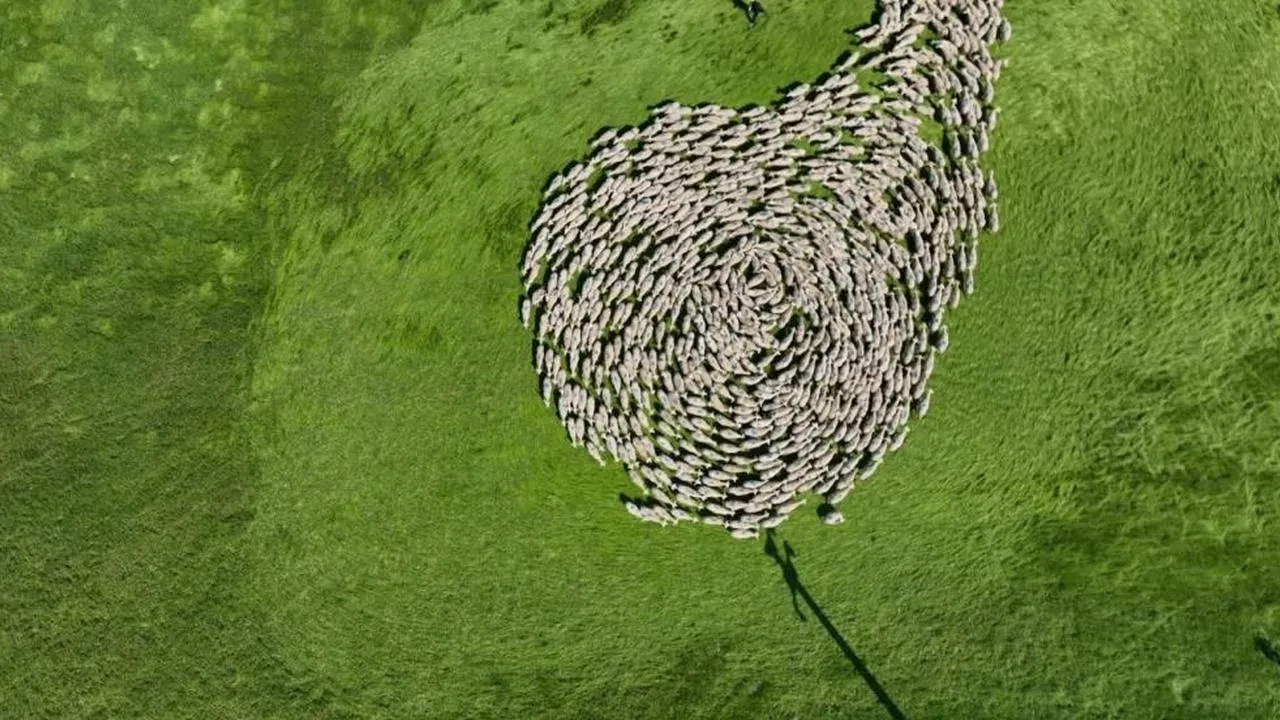 Karacabey TİGEM'den binlerce koyunla muhteşem görsel şölen