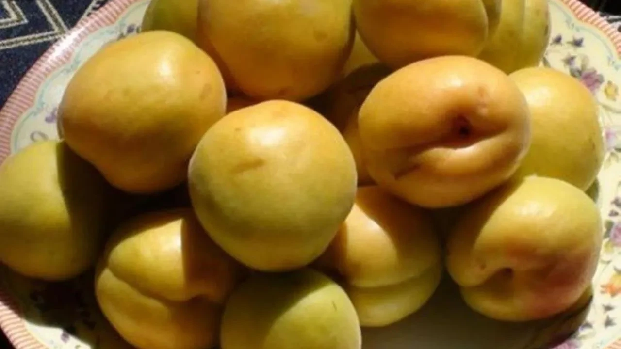 Karacaoğlan Kayısı Festivali için geri sayım başladı! Konserler ve etkinlikler neler?