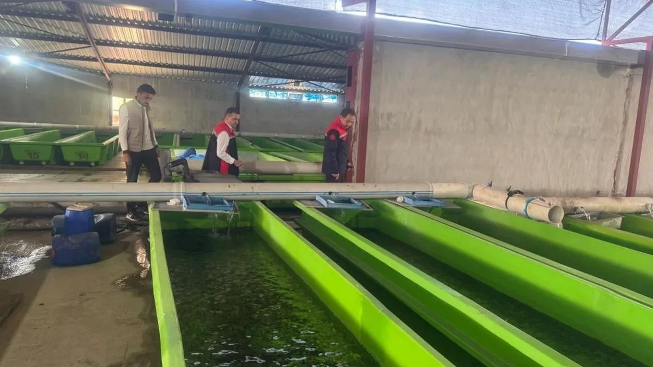 Erzincan'da alabalık üretim tesisinde önemli üretim: Yılda 15 milyon yavru üretimi yapılıyor