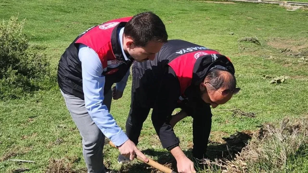 Amasya'da süne zararlısına karşı savaş: Tarım ekipleri kışlaklarda inceleme yapıyor