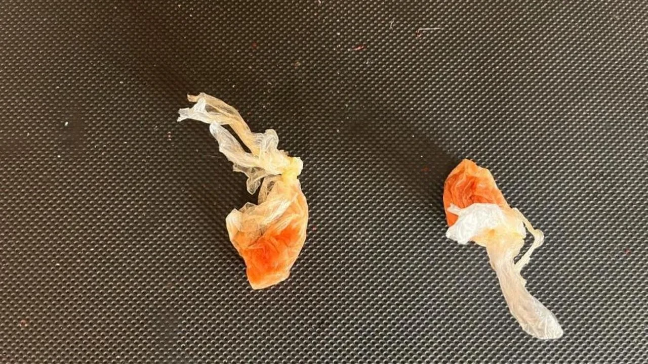 Düzce'de uyuşturucu ham maddesi ele geçirildi