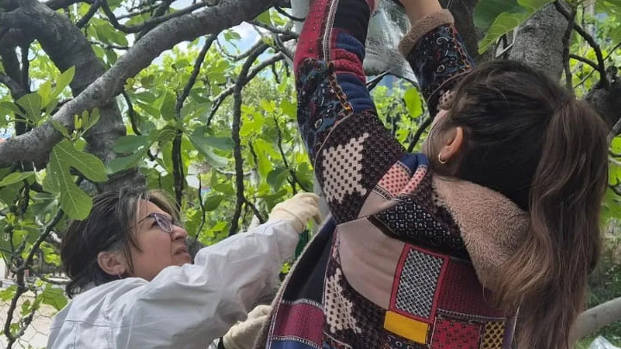 Ortaca'da kahverengi kokarca ile mücadele: Tuzaklı takip sistemi kuruldu!