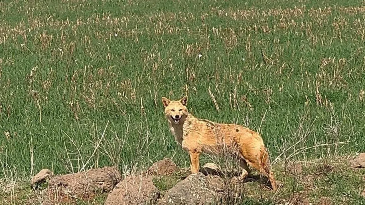 Diyarbakır'da tarlada kurt görüldü
