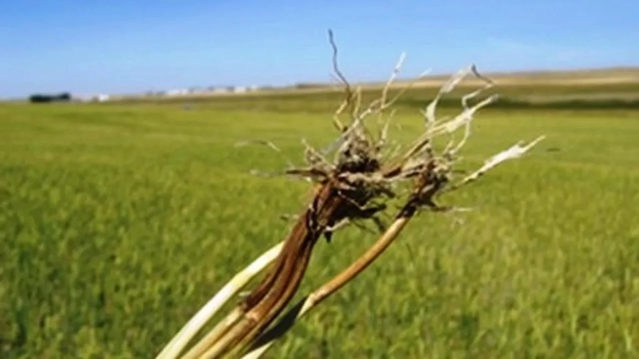 Samsun'dan buğday üreticilerine kritik uyarı: Kök çürüklüğüne karşı önlemlerinizi alın