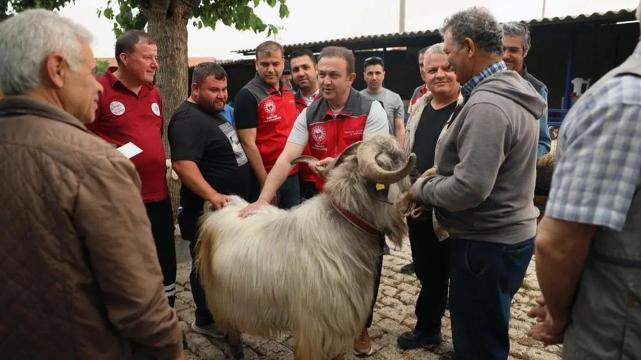 Muğla'da Kurban Bayramı öncesi sağlık kontrolleri başladı