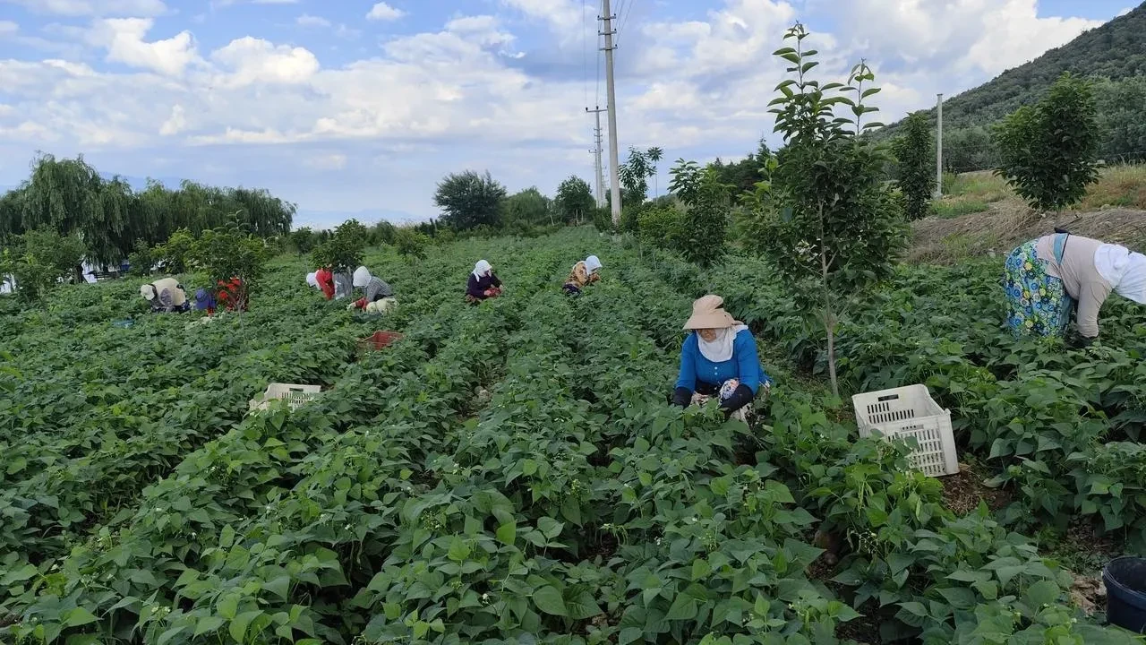 Bursanın ünlü Nazende fasulyesi hasada hazır başladı