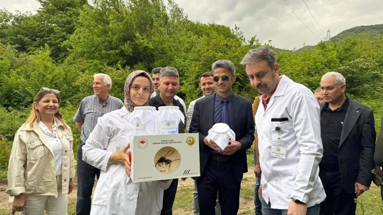 Çaycuma'da kestane gal arısına karşı biyolojik mücadele
