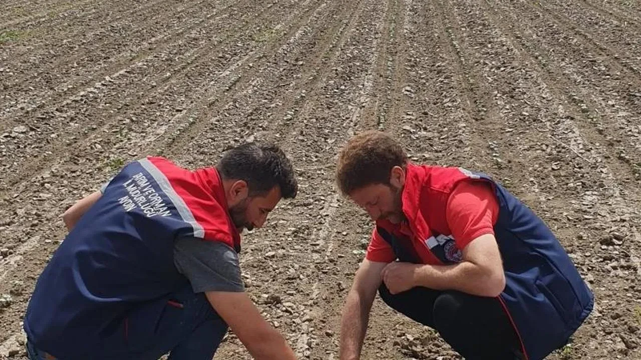Koçarlı'da pamukta tehlike alarmı! Üreticilere ilaçlama uyarısı yapıldı