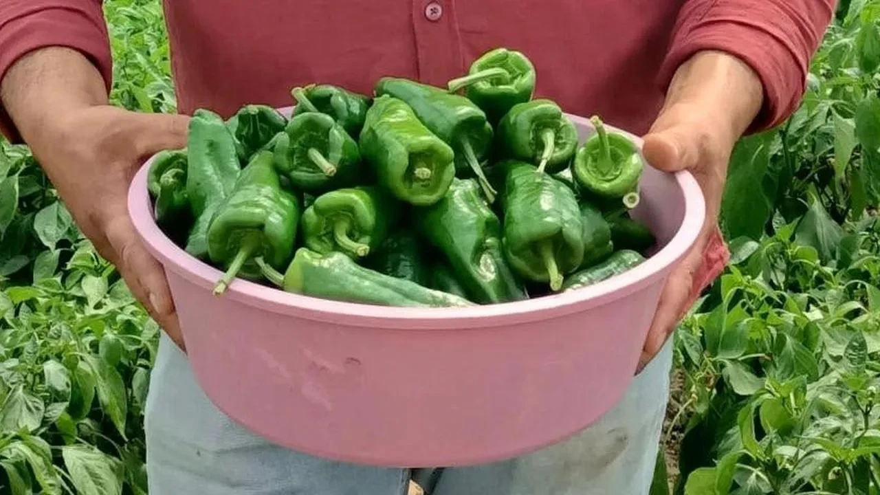 Ünlü Emcelli Biberi pazarda 250 liradan satışa çıktı