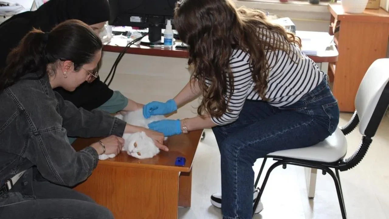 Tercan’da mikroçip çalışmaları devam ediyor: Evcil hayvanlara kimliklendirme yapılıyor