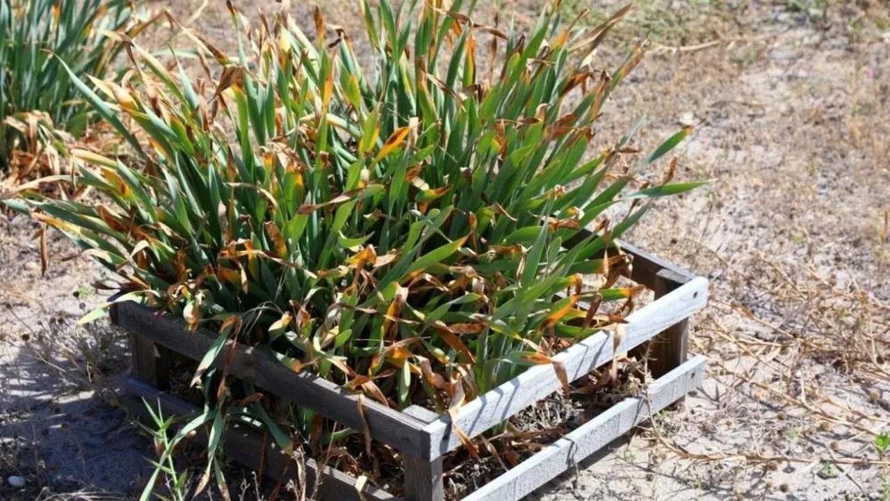 Bodrum'da nesli tükenen kum zambakları koruma altında